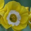Auricula Guinea - Abriachan Nurseries